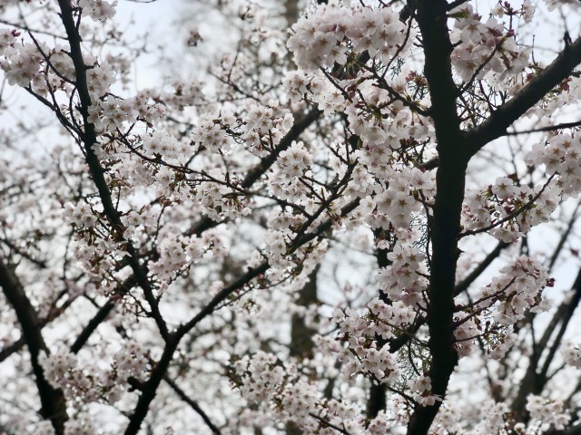 桜②